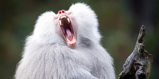 A baboon at Auckland Zoo. Photo / Richard Robinson
