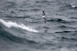 Sea birds fly around the Hauraki Gulf in search of food. Photo / Steven McNicholl