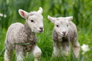 Fifty dead lambs have been found on a Tasmania property. File photo / Greg Bowker