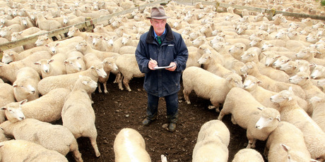 PGG Wrightsons auctioneer Vern Wiggins at at the Hawkes Bay sale yards in Hastings. Photo / Paul Taylor