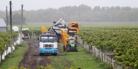 Grapes being harvested near Taradale, Hawkes Bay. The Ministry for Primary Industries said grape growers suffered a significant erosion in profits over the last season. Photo / Glenn Taylor