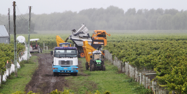 Grapes being harvested near Taradale, Hawkes Bay. The Ministry for Primary Industries said grape growers suffered a significant erosion in profits over the last season. Photo / Glenn Taylor