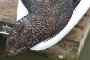 This seal decided the Whangarei Town Basin was a great place to laze about. Photo / Michael Cunningham