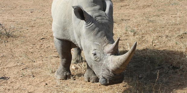 Around 150 rhinos can now be found in northwestern Namibia, living under the protection of the Save the Rhino Trust (SRT). Photo / Thinkstock