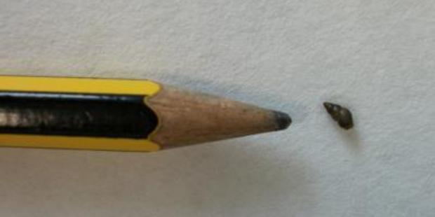 The mudsnail Potamopyrgus antipodarum, next to a pencil head for scale. Photo / Álvaro Alonso, Pilar Castro-Díez