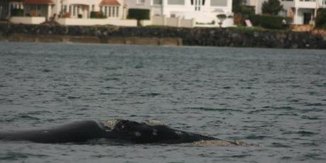 The rare southern right whale off Auckland's Browns Bay. Photo / Martin Stanley / Department of Conservation