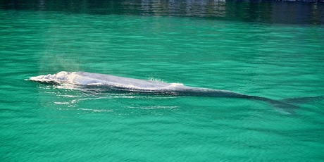 The Southern Right Whale in Milford Sound. Photo / David Newman