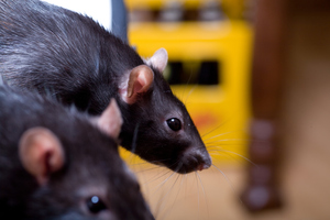 Photo / Thinkstock