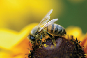 Photo / Thinkstock