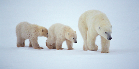 A polar bear won't tolerate any perceived threat to her cuddly cubs. Photo / Thinkstock