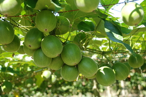 The pulp of monk fruit is concentrated into a natural additive that is up to 300 times sweeter than sugar and can be used in a range of consumer goods. Photo / Supplied