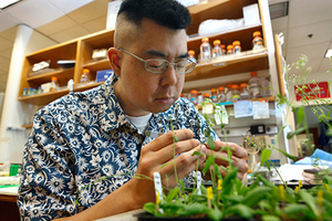 Simon Chan, shown in his UC Davis plant biology lab, led the discovery to how breed plants with genes from only one parent. Photo / Supplied