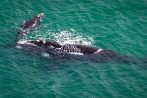 A whale and her calf were spotted off Omaha Beach near Warkworth. Photo / Miriam Godfrey