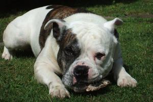 Oscar the American staffordshire terrier. Photo / Supplied
