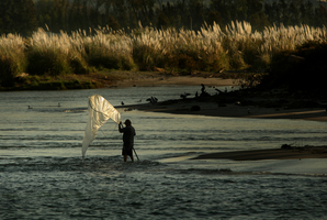 A whitebaiter checks his net to see if he has caught enough of the elusive delicacy for that night's dinner. Photo / Alan Gibson