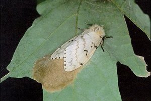 An Asian Gypsy Moth female laying eggs. Photo / Supplied