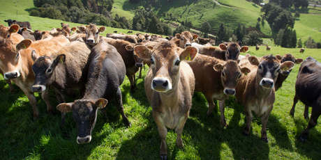 Allied Farmers is a rural services business. Photo / NZH