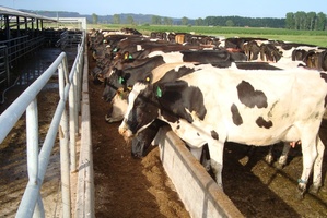 Landcorp farms felt the effects of a downturn in milk and timber over the year. Photo / Supplied