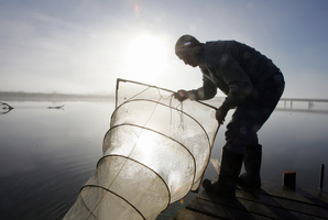 A whitebaiter checks his nets. Photo / File / Glenn Taylor