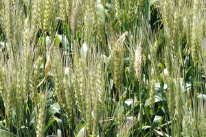 Pastoral Genomics is carrying out field trials on genetically modified rye-grass in the United States. Photo / NZPA
