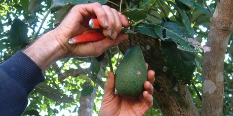 A man has been awarded $75,000 after he suffered major burns from power lines while picking avocados last year. Photo / Supplied