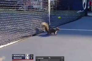A U.S. Open match between Julien Benneteau and Olivier Rochus on Wednesday (NZT) was interrupted in the second set by a squirrel running onto the court. Photo / Youtube