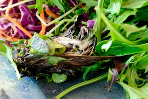 This bird was found in bagged lettuce sold by Countdown in Dunedin. A company spokesman says it's a one-off. Photo / supplied to ODT