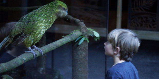 Sirocco turns on the charm as a visitor gazes on. Photo / Supplied