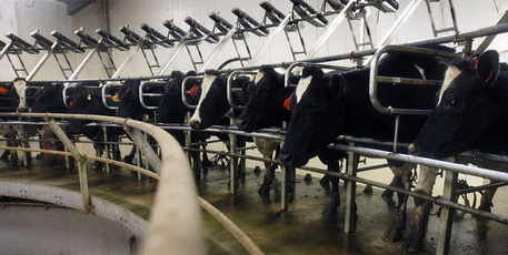 Fonterra said most of the downward pressure on the farmgate milk price forecast was due to the continuing strength of the New Zealand dollar. Photo / NZH