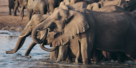 It's easy to get up close to the wildlife in Zimbabwe. Photo / Thinkstock