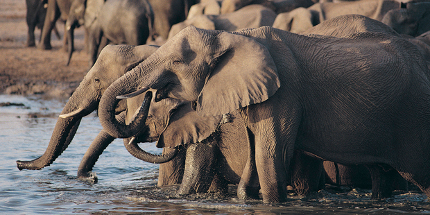 It's easy to get up close to the wildlife in Zimbabwe. Photo / Thinkstock