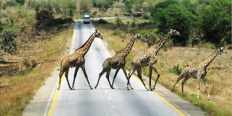 Giraffes amble across a road in the Serengeti. Photo / Northern Advocate