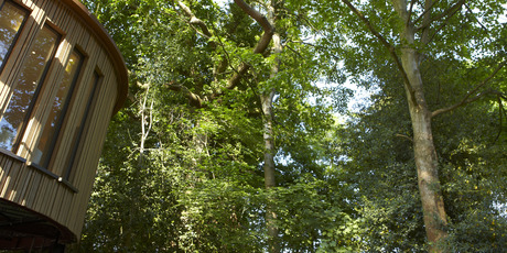 Chewton Glen's treehouse suites allow visitors to wake up surrounded by the forest canopy. Photo / Supplied