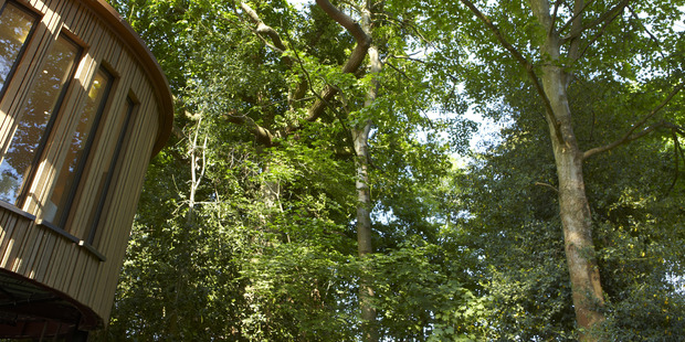 Chewton Glen's treehouse suites allow visitors to wake up surrounded by the forest canopy. Photo / Supplied