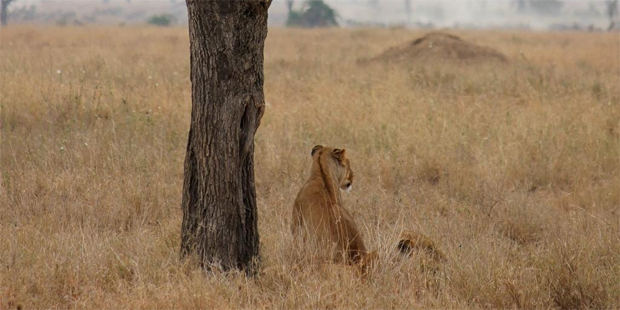 A lioness prospecting for her next meal. Photo / Jill Worrall