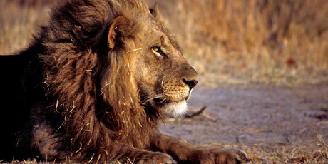 Lions leave no doubt as to who is boss. Photo / Thinkstock