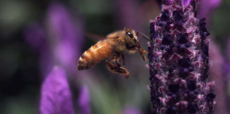 Attracting bees to your garden will ensure pollinated crops and fertilised grounds. Photo / Mark Mitchell