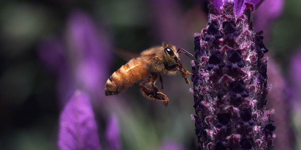 Attracting bees to your garden will ensure pollinated crops and fertilised grounds. Photo / Mark Mitchell