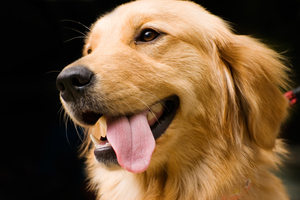 A charity is helping needy abused animals in Christchurch. Photo/ Thinkstock