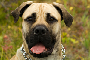 A bullmastiff dog. Photo / Thinkstock