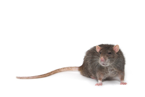 Photo / Thinkstock