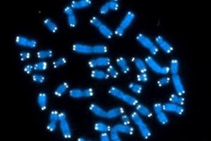 Recent work showed that at least 80 percent of the human genetic code, or genome, is active. Photo / AP