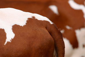 No charges have yet been laid. Photo / Thinkstock