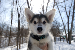 The SPCA matches dog breeds with new families to give them the best chance at looking after their animals. For example, husky puppies are extremely high-needs dogs. Photo / Thinkstock