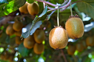 Photo / Thinkstock