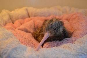 The first kiwi egg of the season, from Hodges Bush near Whangarei, has hatched a kiwi chick at Auckland Zoo. Photo / supplied