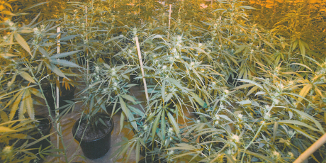 Indoor cannabis plantations kept warm with stolen electricity. Photo / Supplied