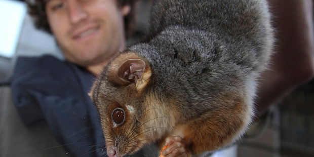 A keeper holds a ringtail possum. Photo / AP