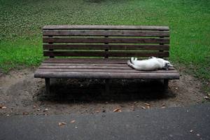 Cats are cute but you could be picking up a parasite from them. Photo / AP