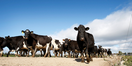 Shanghai Pengxin is paying about $200 million for 16 Crafar farms in receivership. Photo / Christine Cornege